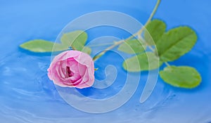 Pink rose in water