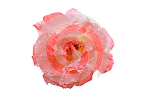 Pink rose with water drop.