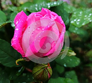 Pink rose and water droplets in rain