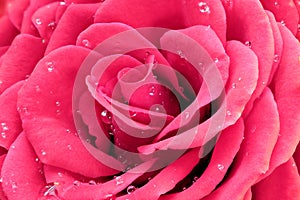 Pink rose with water drops