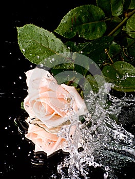 Pink rose with water drops