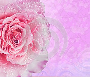 Pink rose water drops for background