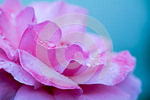 Pink Rose with Water Drops