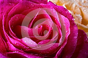 Pink rose in water drops close-up. Rose in dew. Flowers as a gift for the holiday
