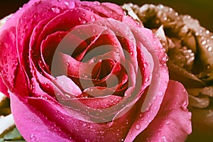 Pink rose in water drops close-up. Rose in dew. Flowers as a gift for the holiday