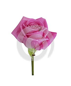 Pink rose in water drops closeup isolated white background