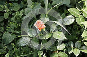 Pink rose with water drops in the garden