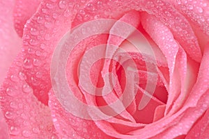 Pink Rose with Water Drops Macro