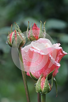 Pink rose water drops