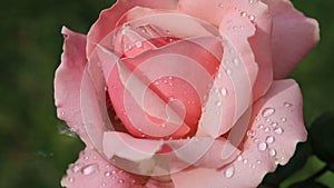 Pink rose with water drops in spring garden