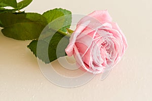 Pink rose with water drops on white surface