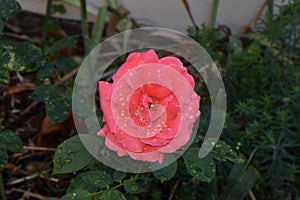 Pink Rose Waterdrop