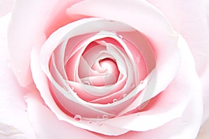 Pink rose with waterdrops photo