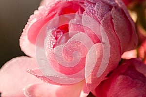 Pink rose with watter drops