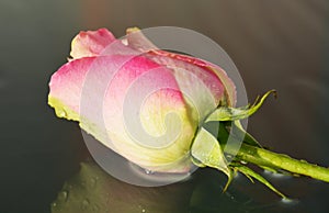 Pink rose on a wet background