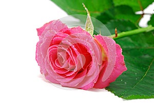 Pink rose on white