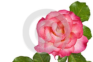 Pink Rose White Background