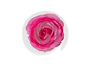 Pink rose on white background