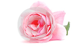 Pink rose on white background