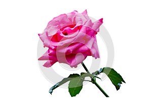 Pink rose white background, isolate