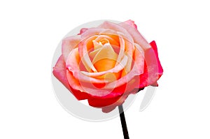 Pink rose white background, isolate