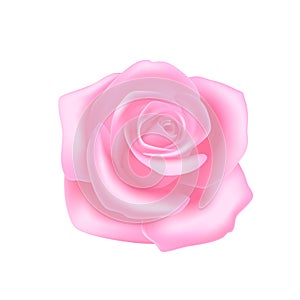 Pink rose on white background, isolate flower. Vector object