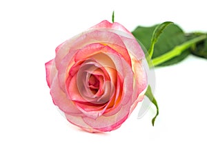 Pink rose on a white background, isolate. Opened rose flower. Selective focus,