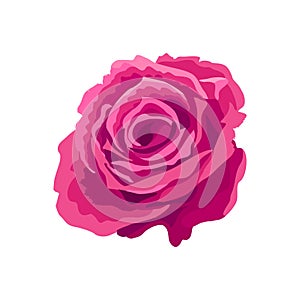 Pink rose on a white background. Vector illustration of an isolated flower. Rosebud with lush petals, decoration, botanical