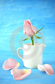 Pink rose in a white ceramic jug