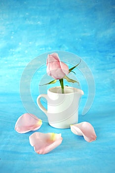 Pink rose in a white ceramic jug