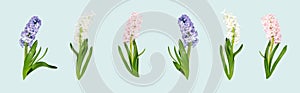 Pink, rose, white, purple, violet hyacinth flowers composition on a sky blue background. Concept of spring postcard, greeting card