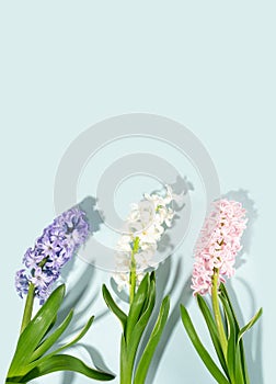 Pink, rose, white, purple, violet hyacinth flowers composition on a sky blue background. Concept of spring