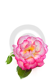 Pink Rose On White Vertical Background