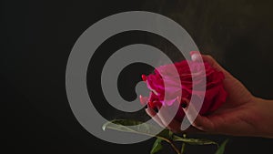 Pink rose in woman's hand with manicure on black background with dissipating steam.