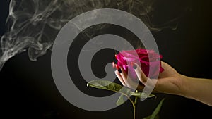 Pink rose in woman& x27;s hands with manicure on black background with dissipating steam. Unknown caucasian human hands