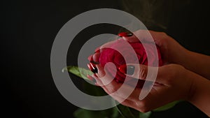 Pink rose in woman's hands with manicure on black background with dissipating steam. Unknown caucasian human hands