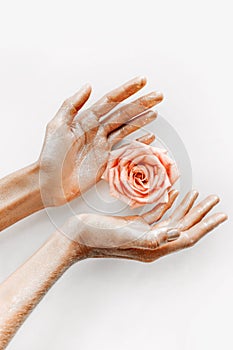 Pink rose in women`s hands with gold on petals close up