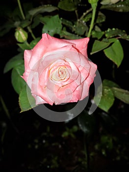 Pink Rose& x27;s photo