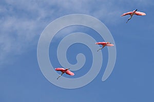 Pink roseate spoonbills fly in a formation line. photo