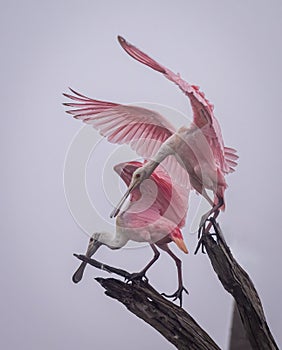 Pink Roseate Spoonbills perched on a branch in the sky with their wings wide open