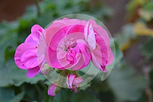 Pink Rosebud Geranium Pelargonium. Green background