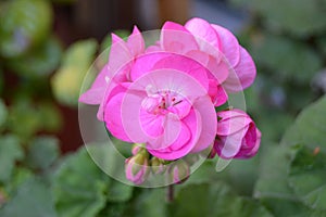 Pink Rosebud Geranium Pelargonium. Green background