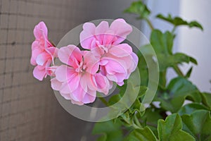 Pink Rosebud Geranium Pelargonium. Green background