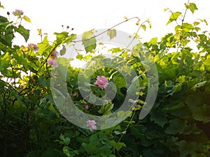 Pink Rosebush photo