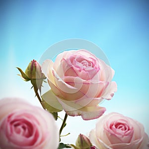 Pink rosebush or rose tree photo