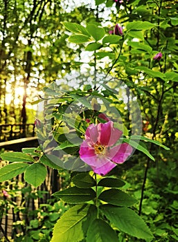 pink rosehip flower or may rose .the bush blooms