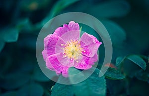 Pink rosehip flower stands out against a dark green background of greenery. The beauty in nature.