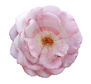 Pink rosehip  flower  on white isolated background with clipping path. Closeup.