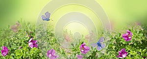 Pink rosehip flower, wild rose with green leaves on a blurred delicate background. A butterfly flies over a beautiful flower.Sprin