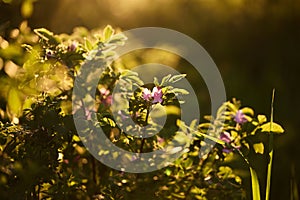 pink rosehip flowers in the rays of the evening sun